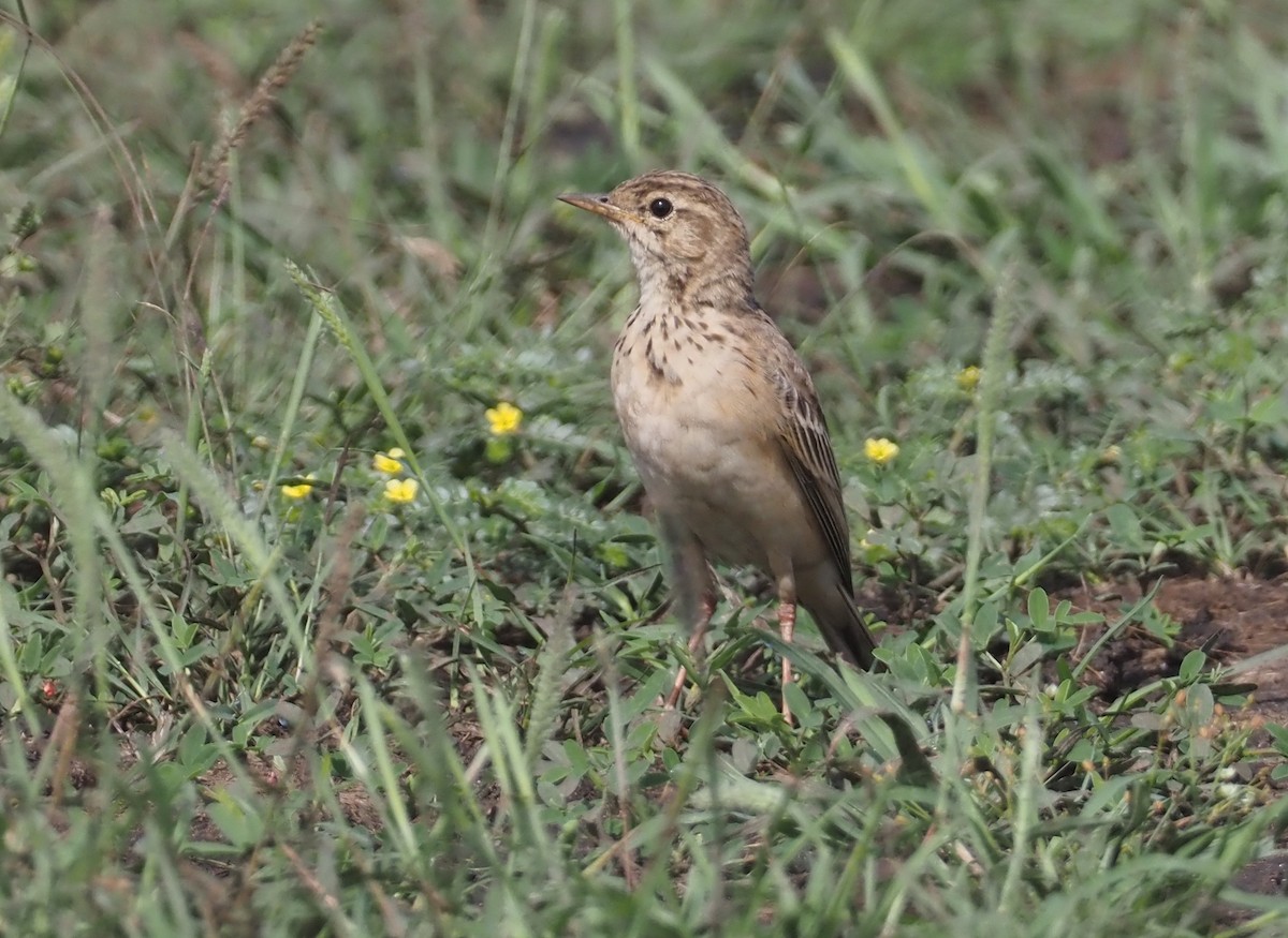 African Pipit (African) - ML613053608
