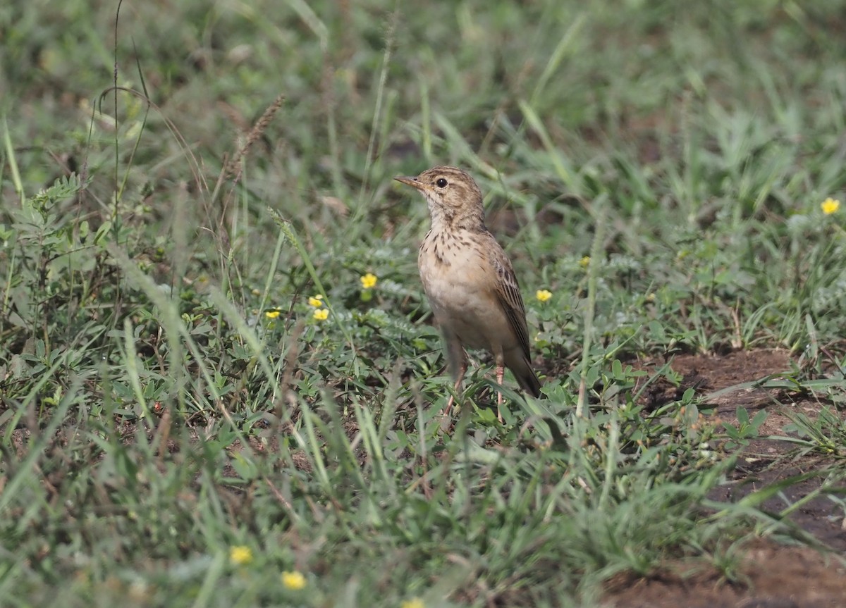 African Pipit (African) - ML613053620
