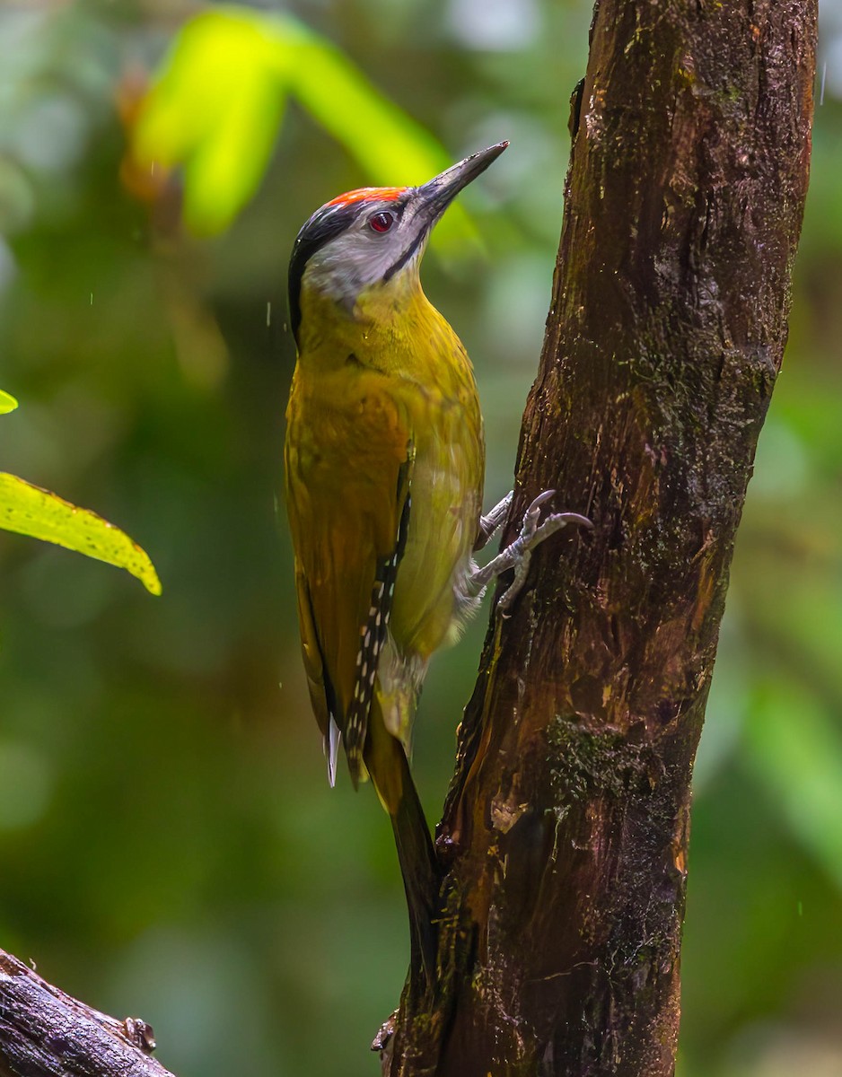 Gray-headed Woodpecker (Black-naped) - David Chang