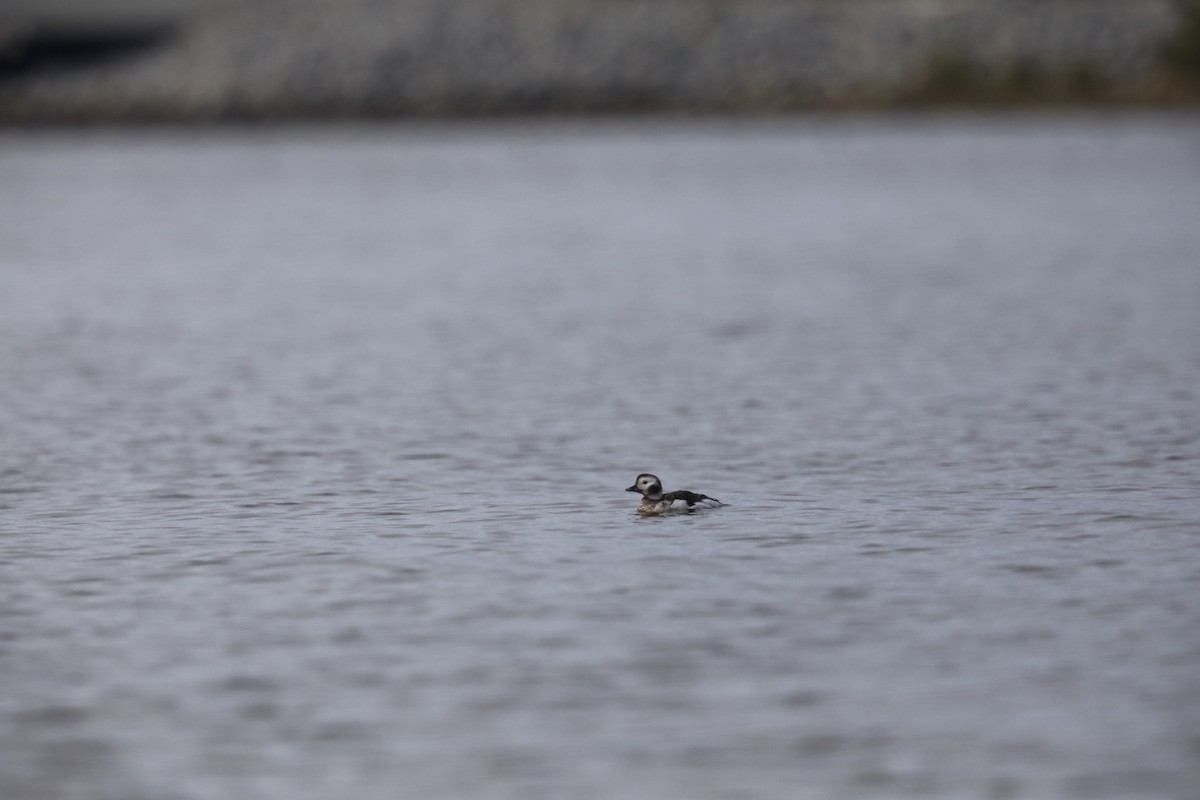 Long-tailed Duck - ML613054199