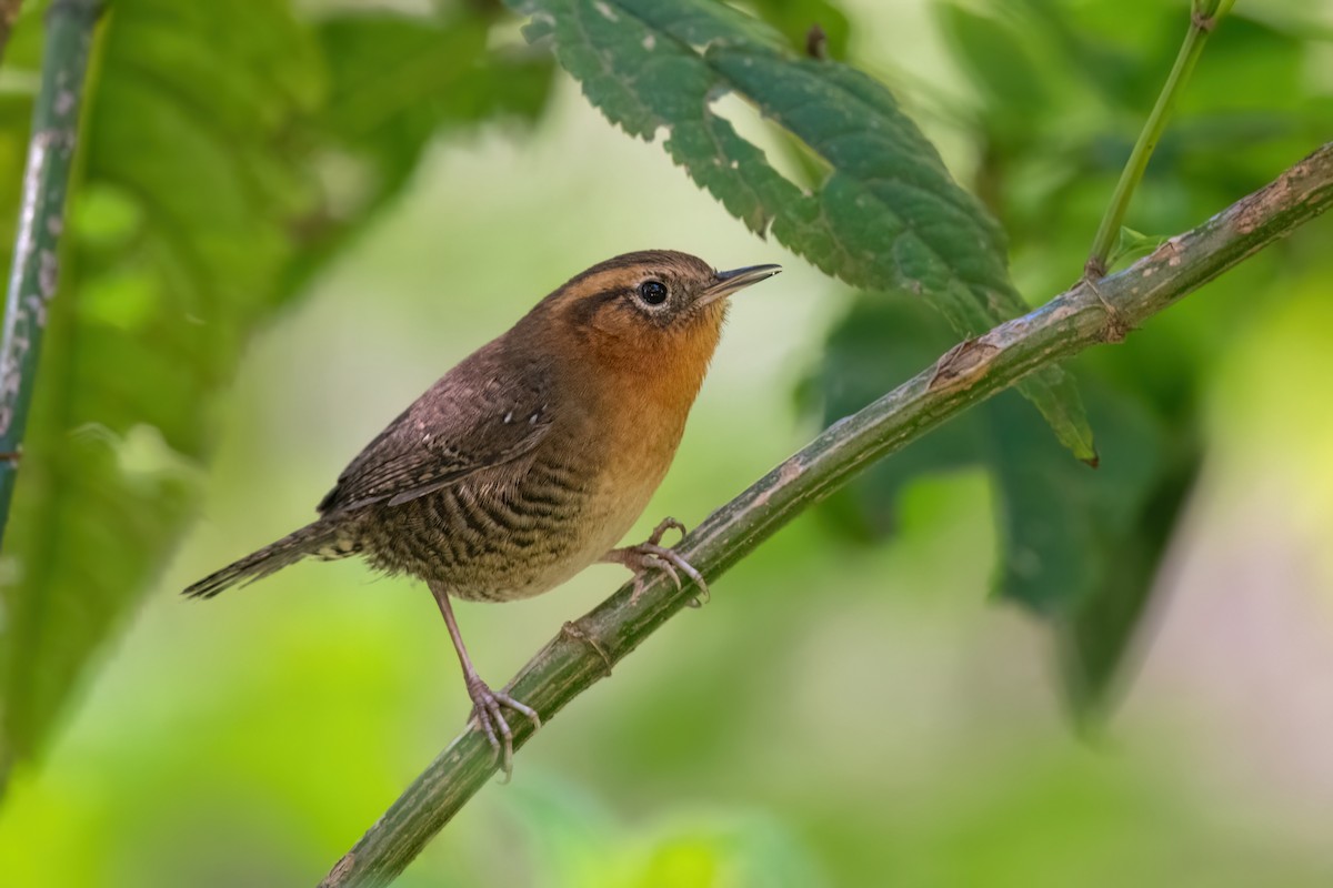 Rufous-browed Wren - Adam Jackson