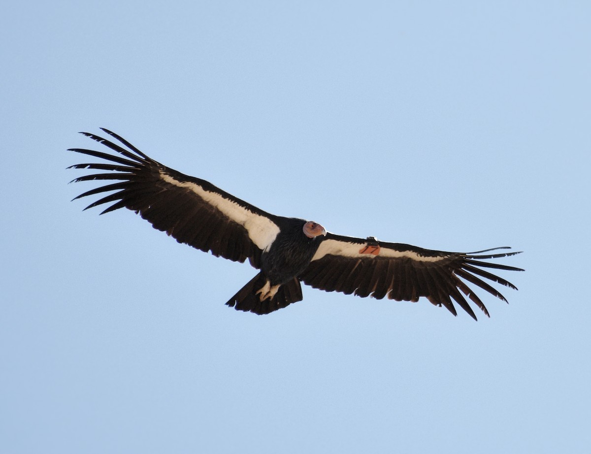 California Condor - ML613054274