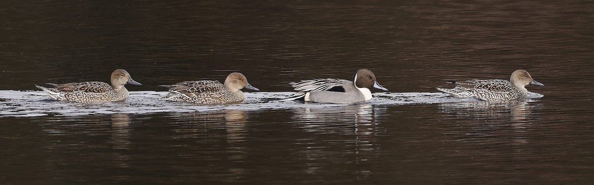 Northern Pintail - Charles Fitzpatrick