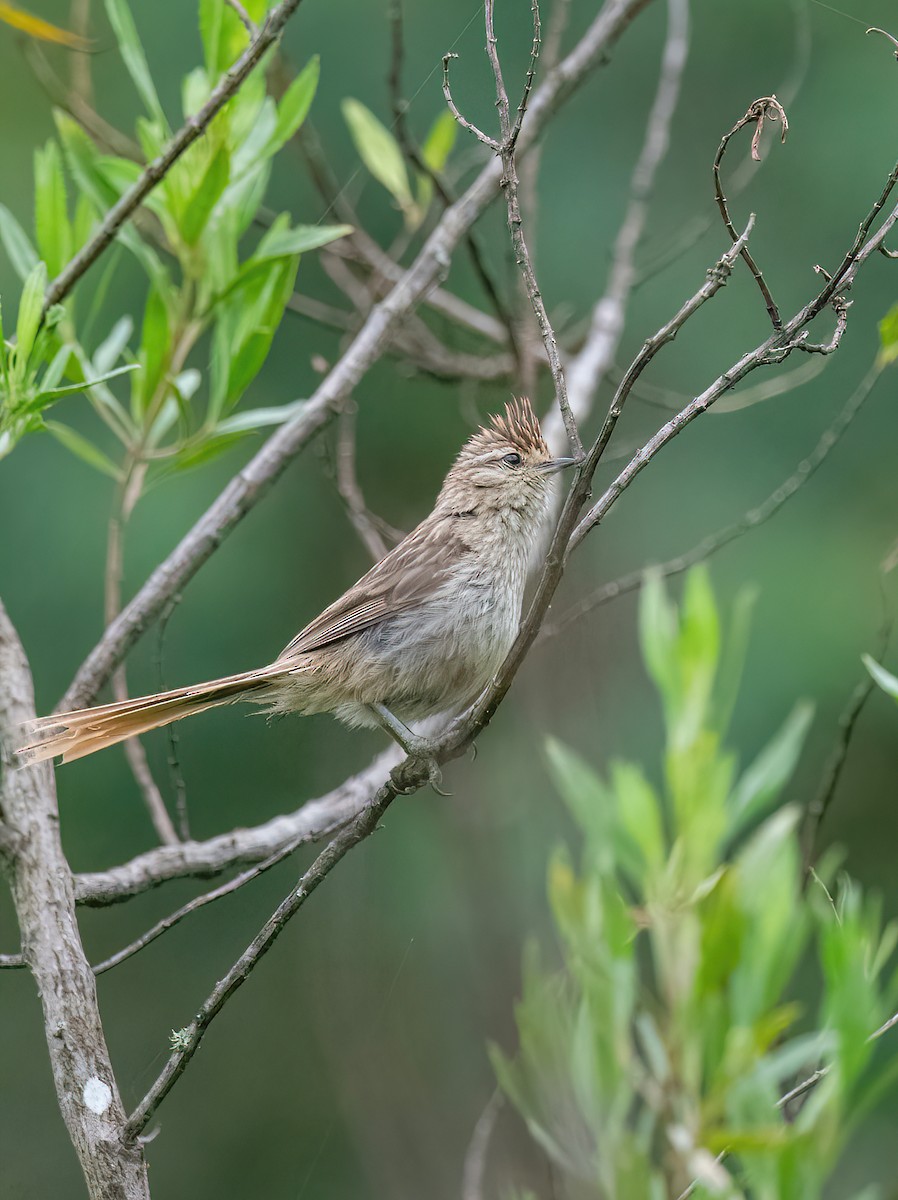 Striolated Tit-Spinetail - ML613054359