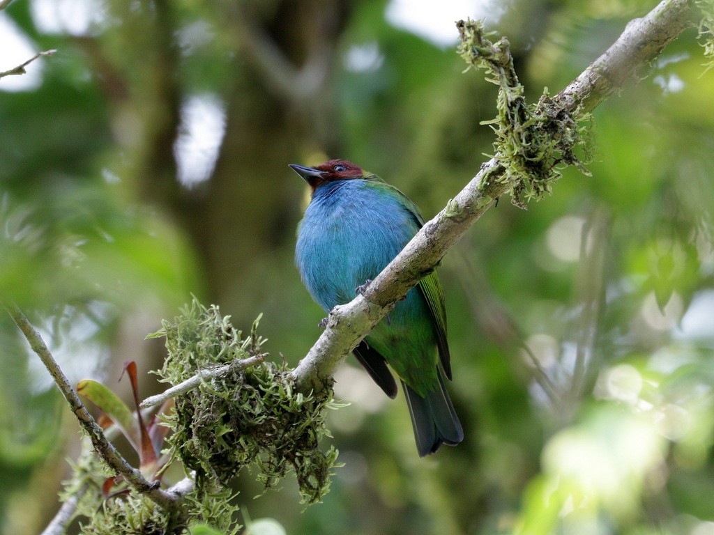 Bay-headed Tanager - Mike Lee