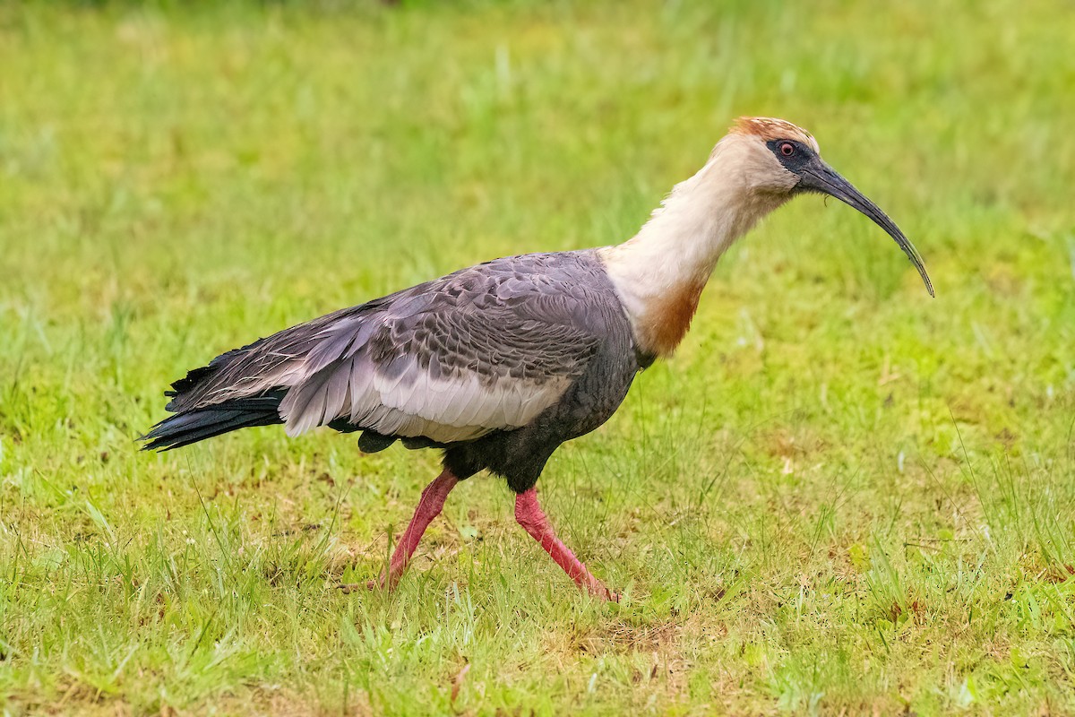 ibis bělokřídlý - ML613054485