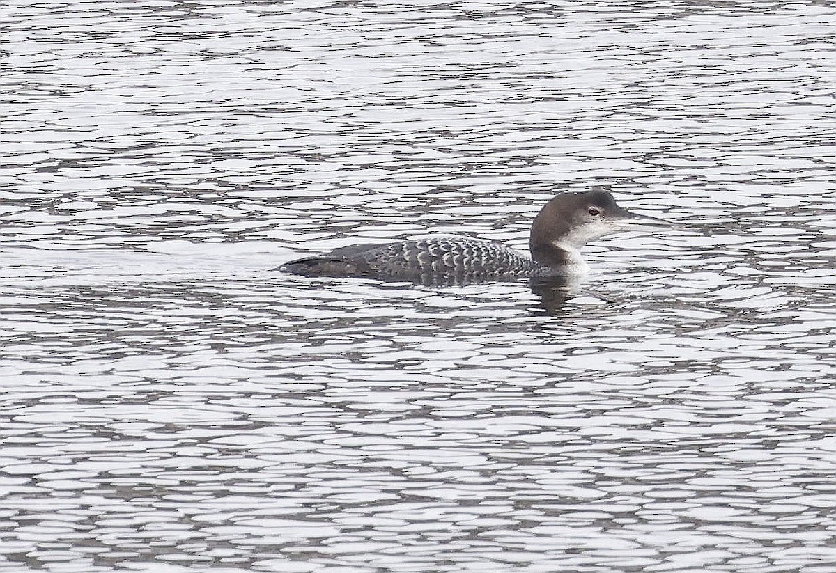 Common Loon - Charles Fitzpatrick