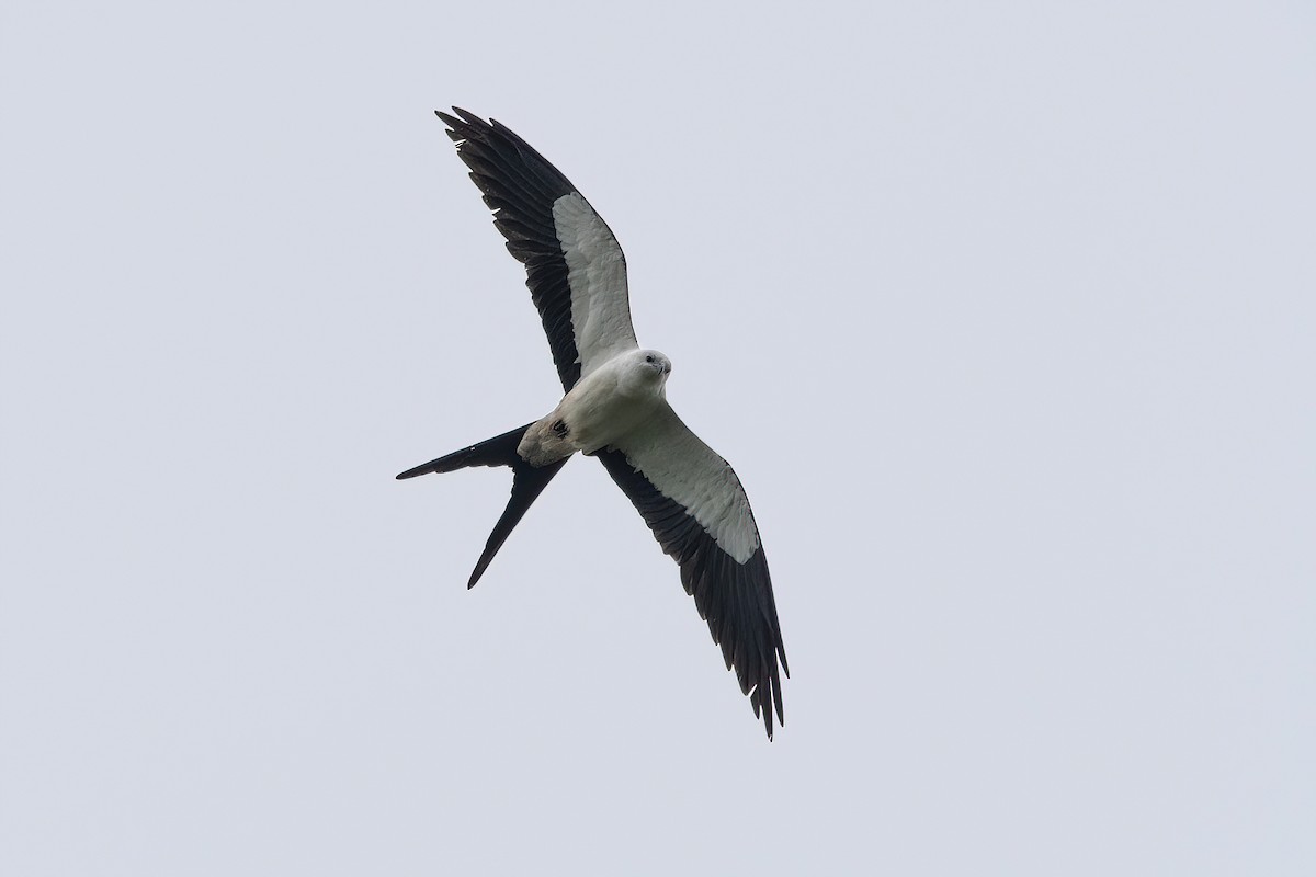 Swallow-tailed Kite - Raphael Kurz -  Aves do Sul