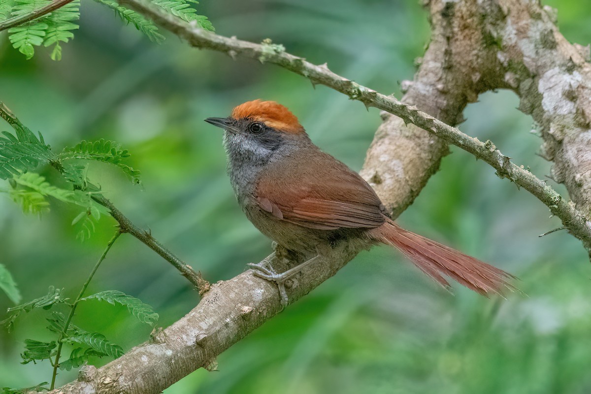 Rufous-capped Spinetail - Raphael Kurz -  Aves do Sul