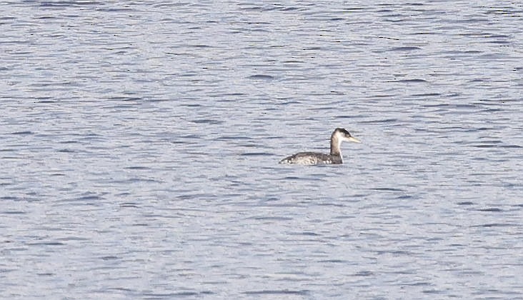 Red-necked Grebe - ML613054782