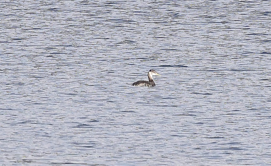 Red-necked Grebe - ML613055072