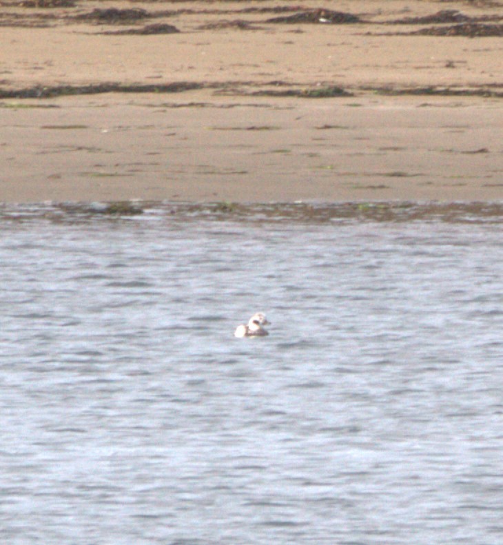 Long-tailed Duck - ML613055096