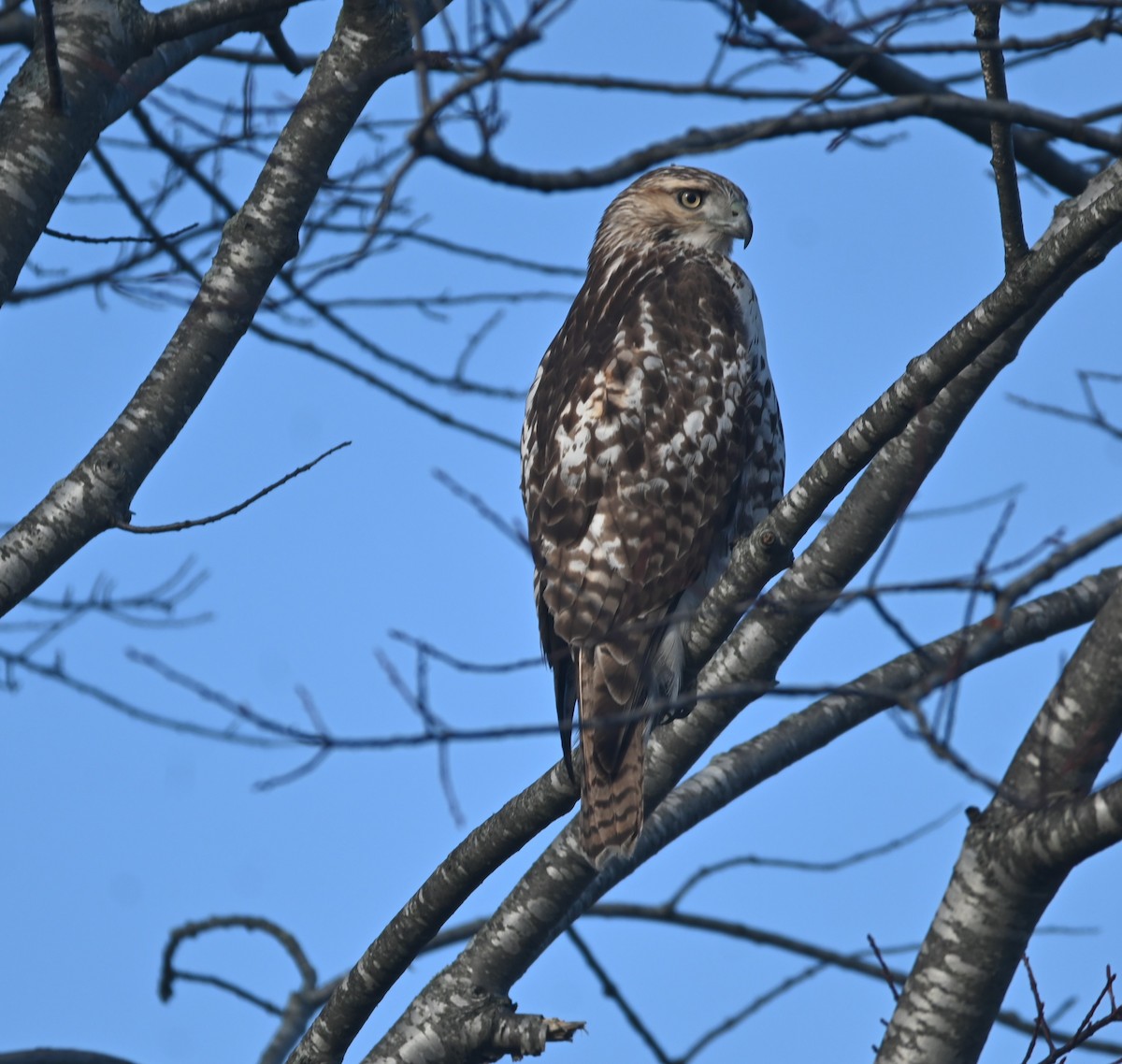 Red-tailed Hawk - ML613055376
