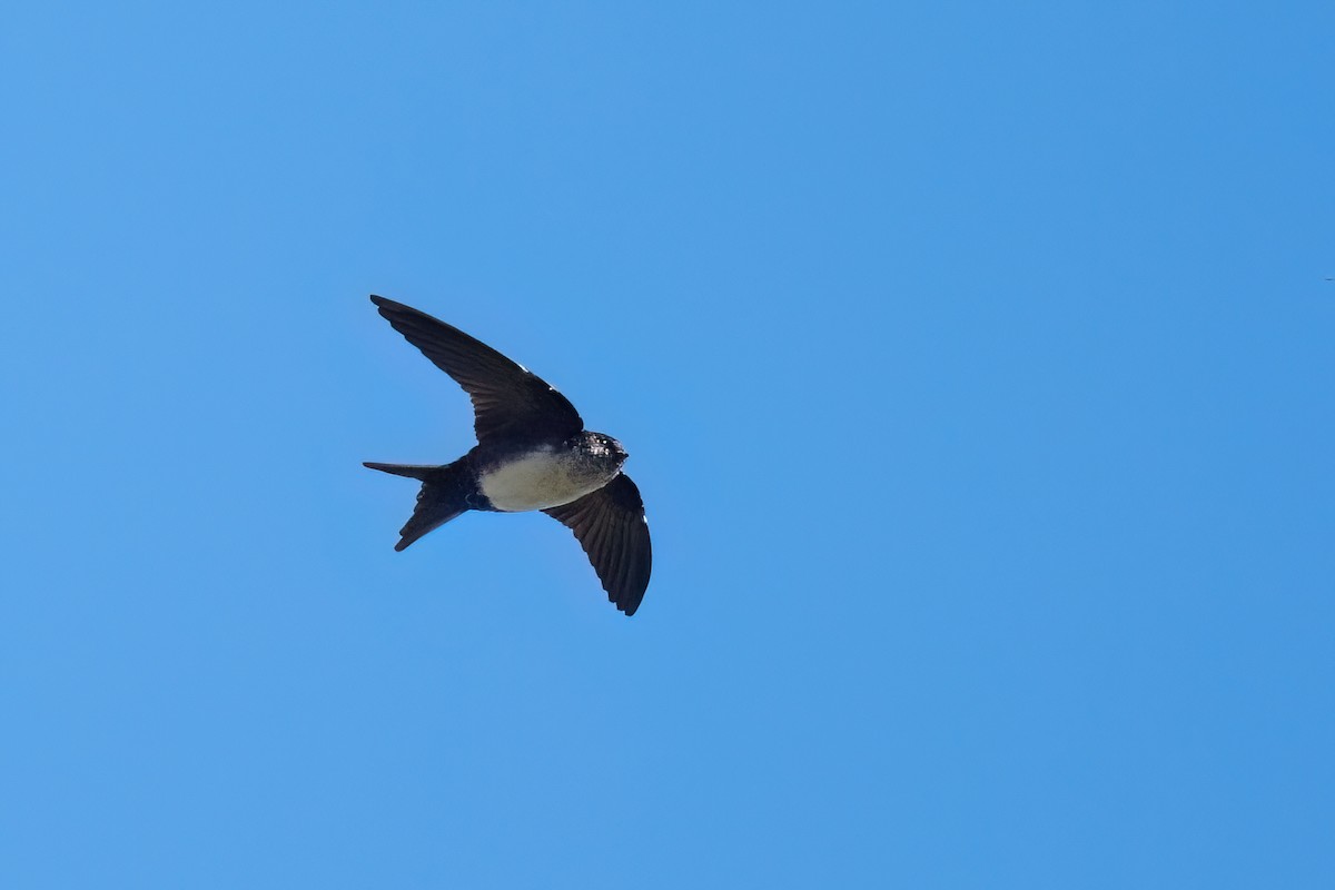 Black-capped Swallow - ML613055385
