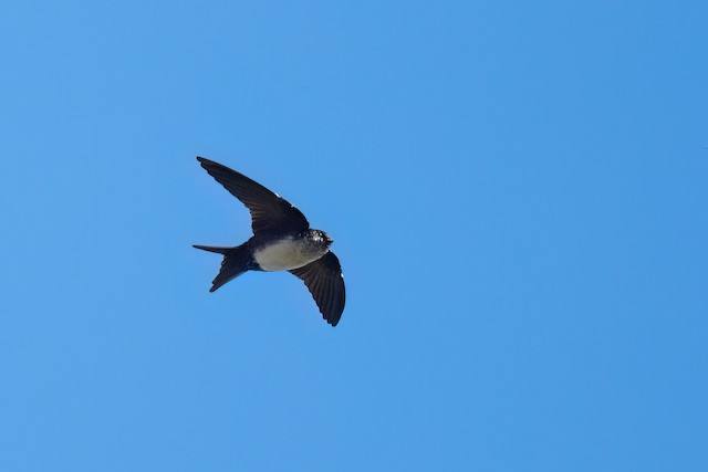 Black-capped Swallow