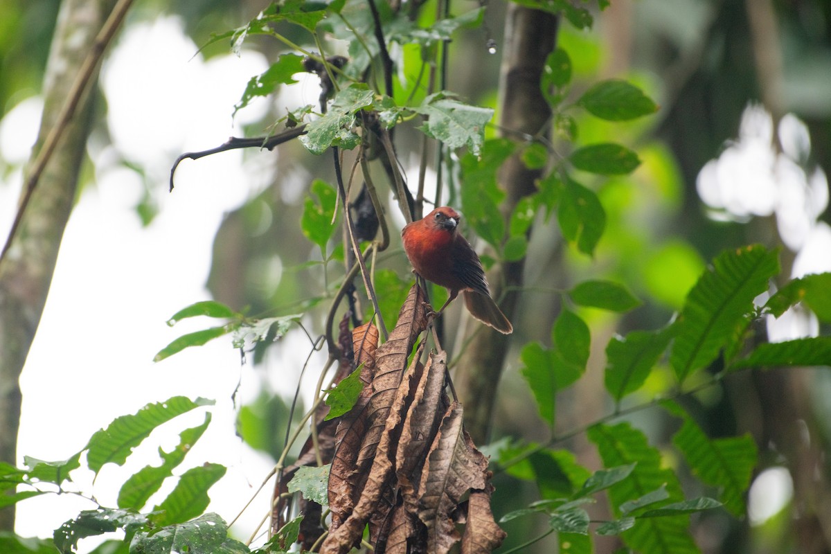 Red-throated Ant-Tanager - Aidan Powell