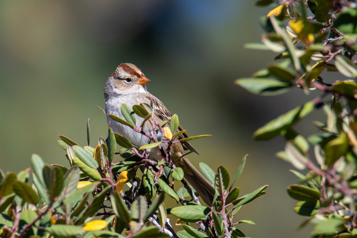 White-crowned Sparrow - ML613055979