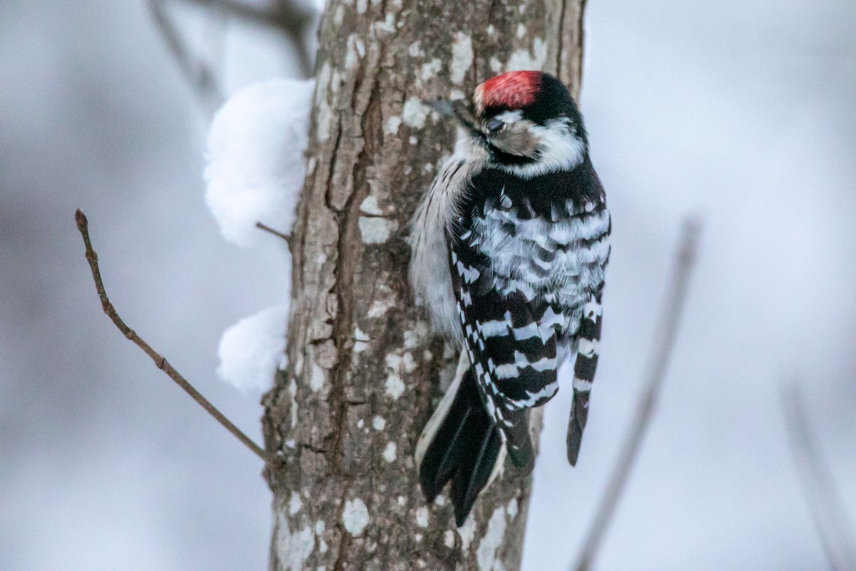 Lesser Spotted Woodpecker - Raino Kinnunen