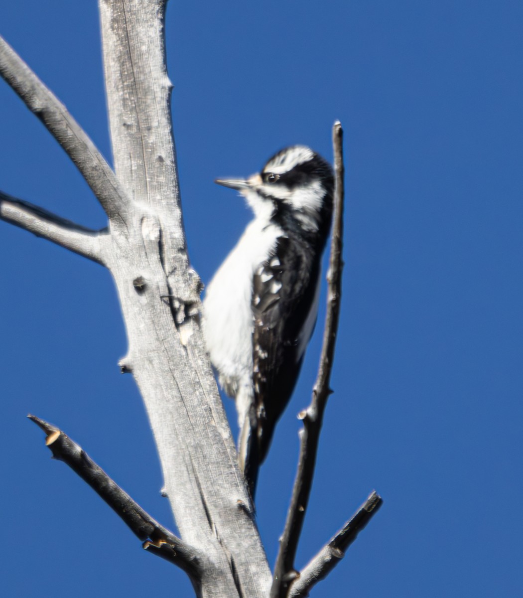 Hairy Woodpecker - ML613056171