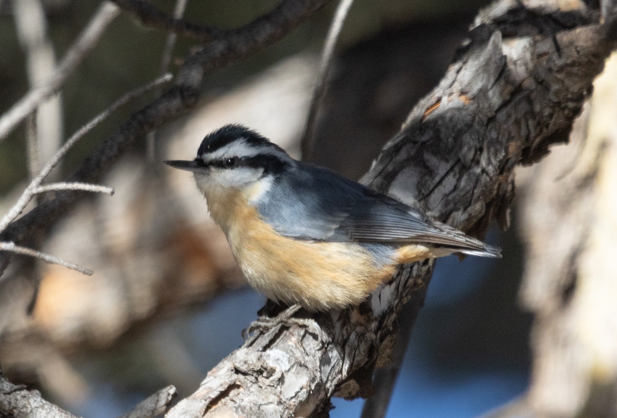 Red-breasted Nuthatch - Mike Clark