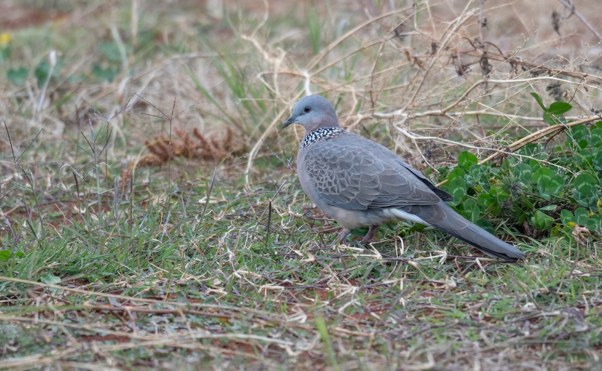 Spotted Dove - ML613056292