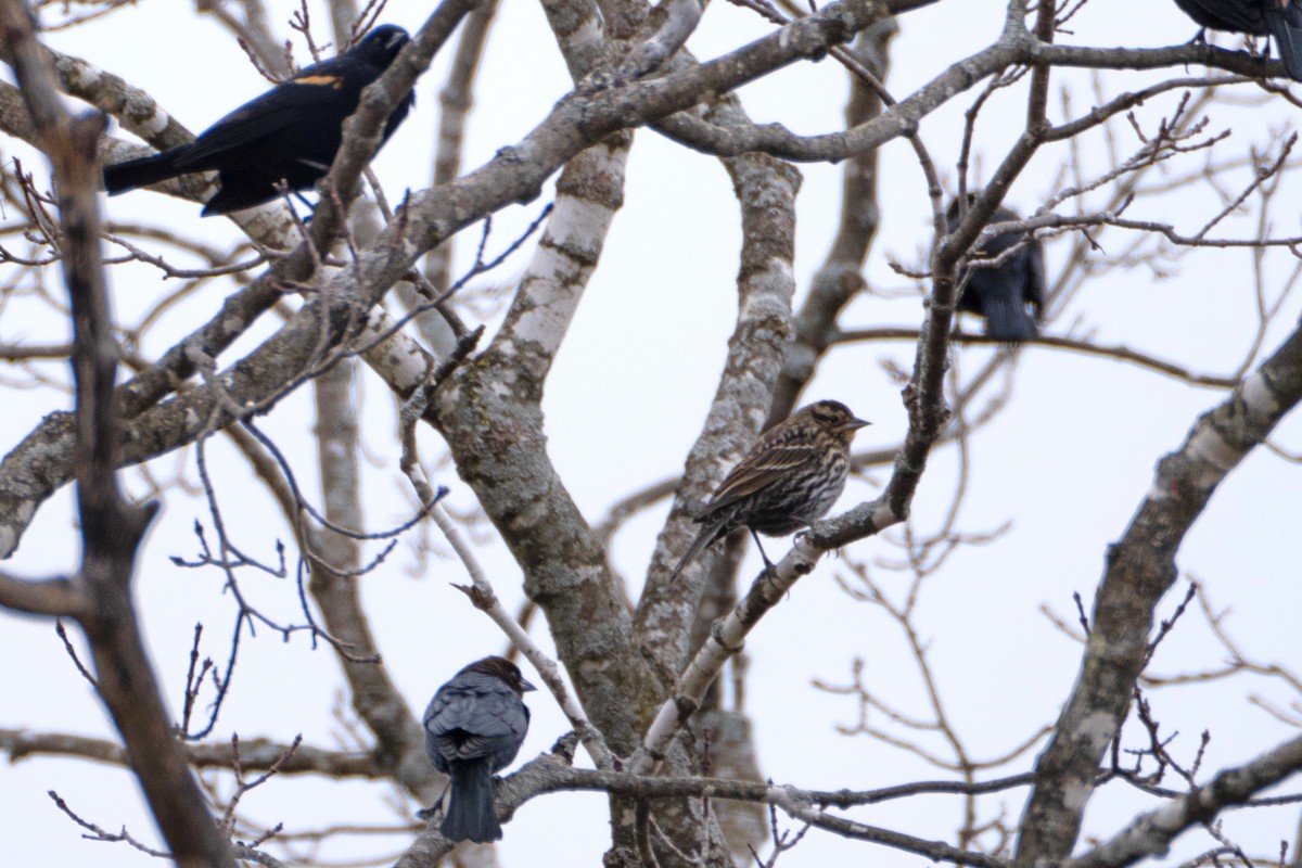 Vermont EBird Checklist 3 Jan 2024 Middle Rd Clarendon 9 Species   1200