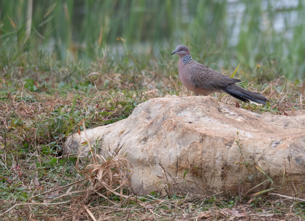 Spotted Dove - ML613056509