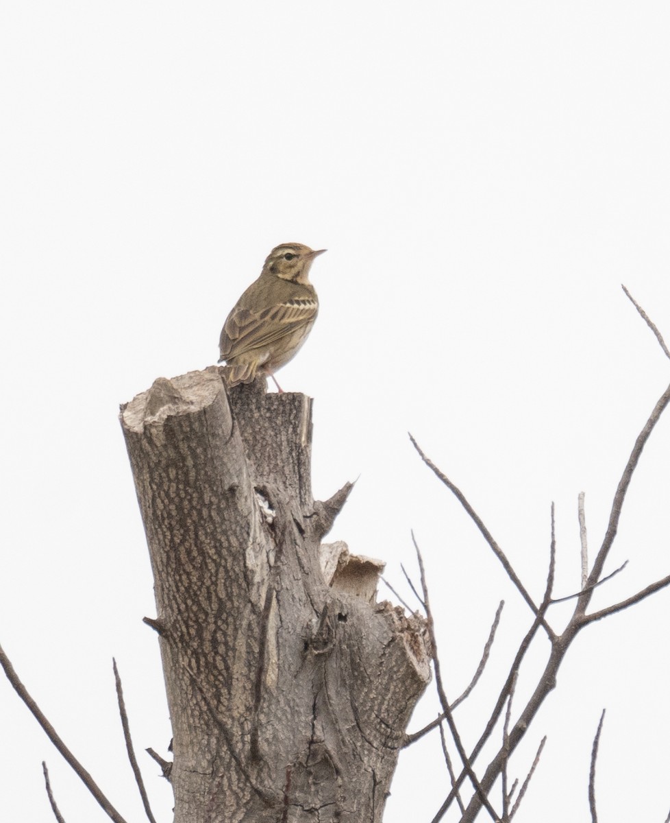 Olive-backed Pipit - ML613056615