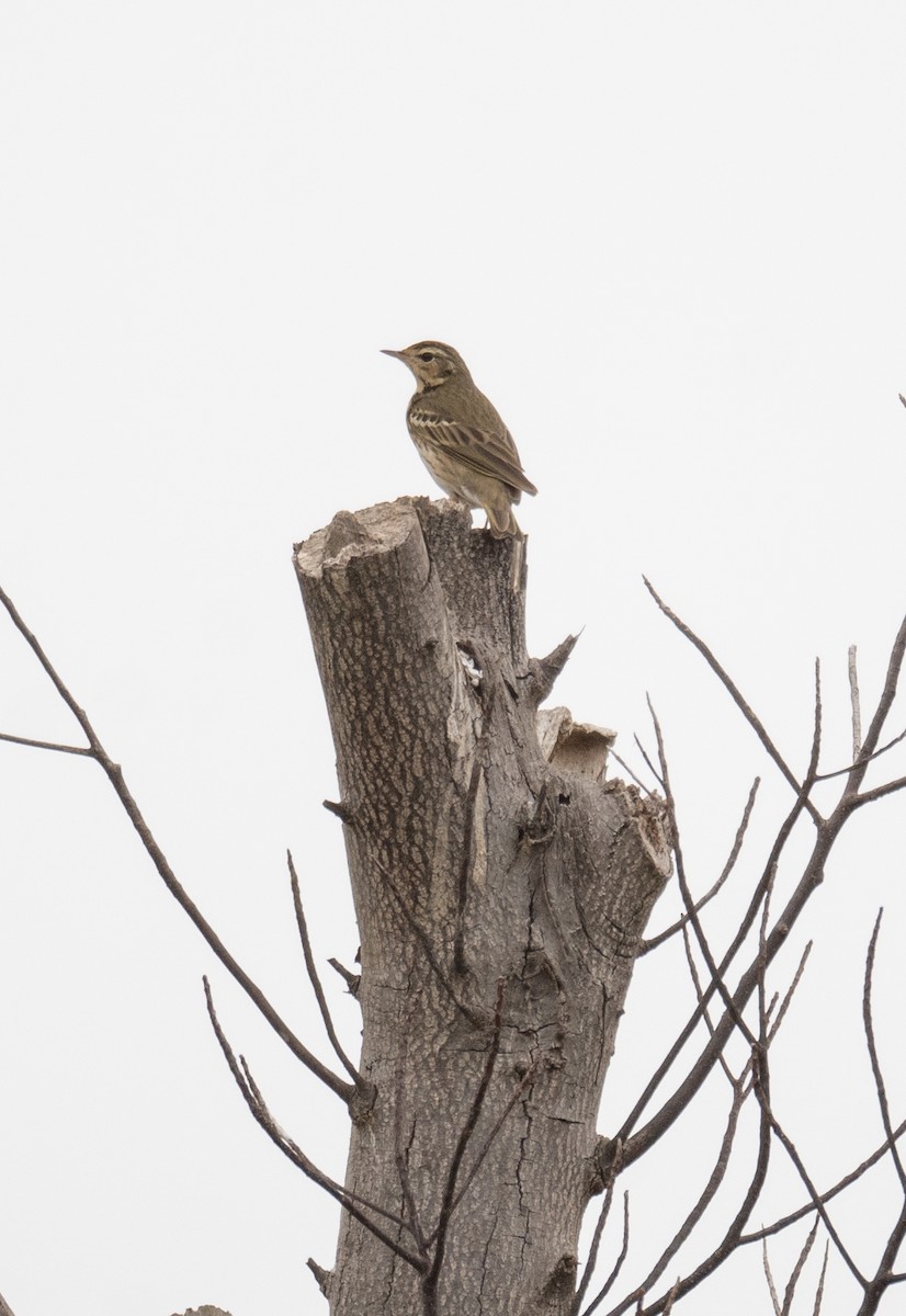 Olive-backed Pipit - ML613056616