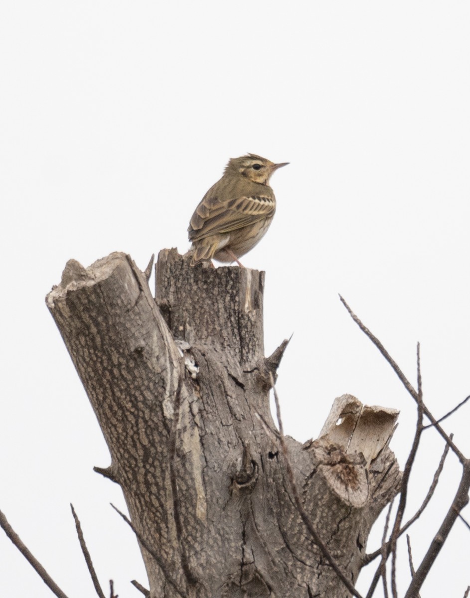 Olive-backed Pipit - ML613056617