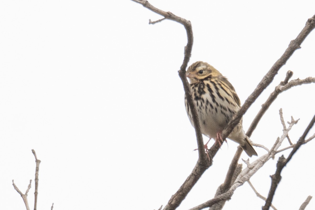Olive-backed Pipit - ML613056619