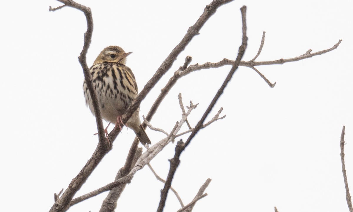 Olive-backed Pipit - ML613056620