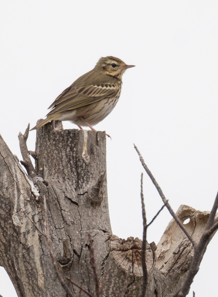 Olive-backed Pipit - ML613056621