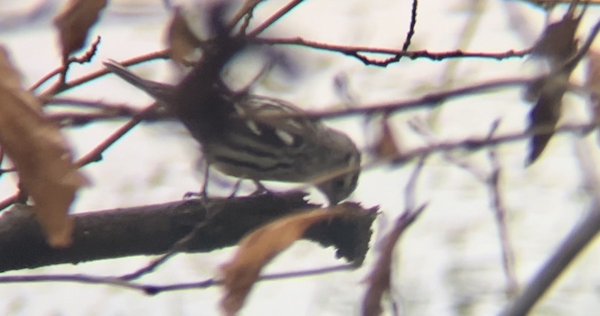 Black-and-white Warbler - ML613056657