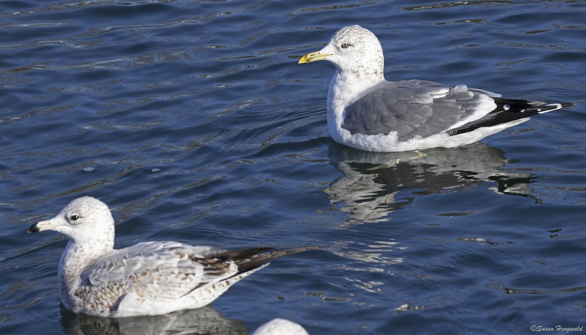 Common Gull (Kamchatka) - ML613056678
