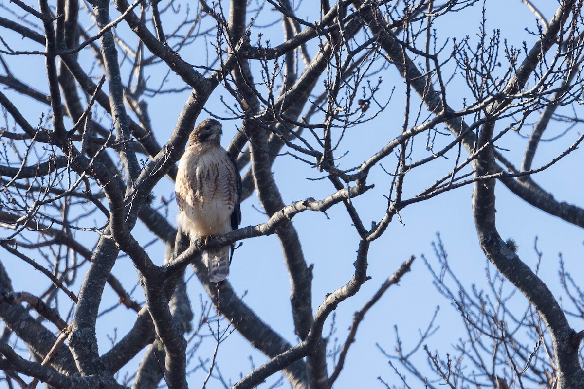 Red-shouldered x Red-tailed Hawk (hybrid) - ML613056882