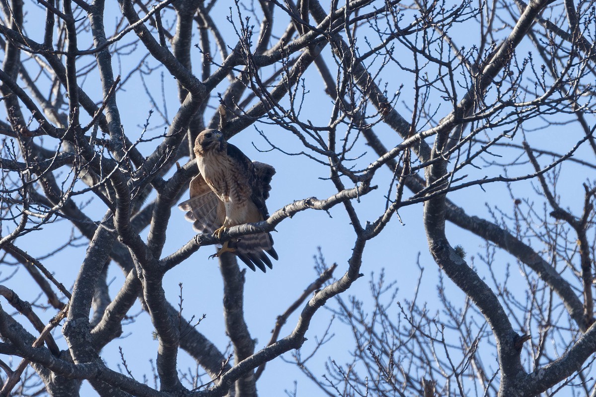 Red-shouldered x Red-tailed Hawk (hybrid) - ML613056883