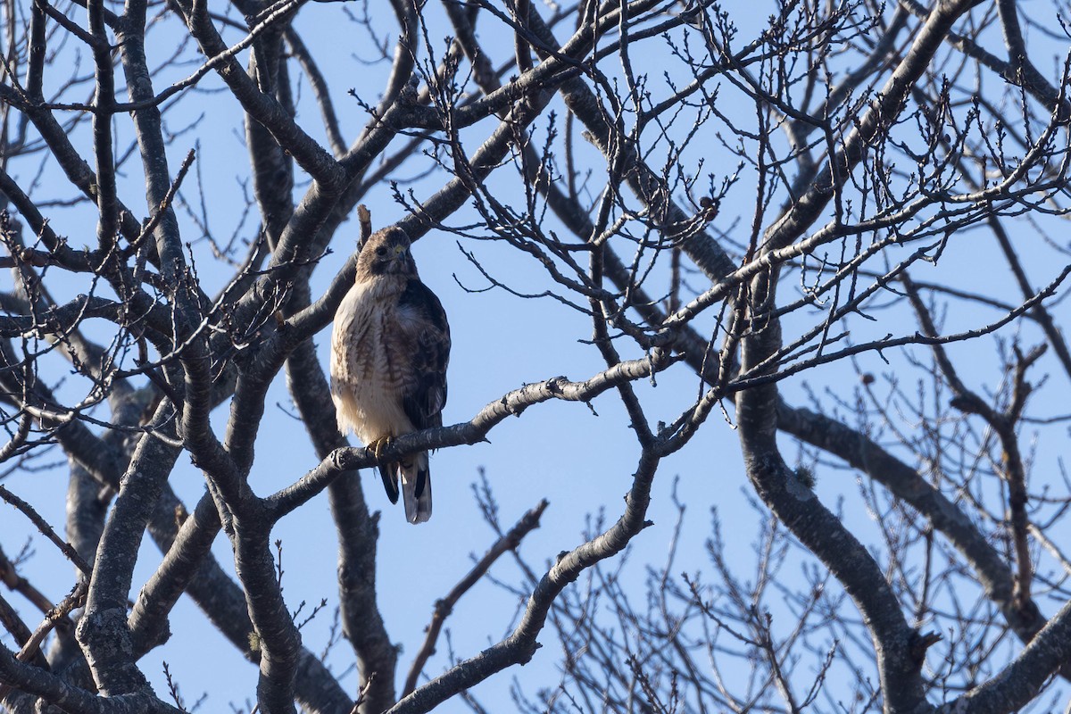 Red-shouldered x Red-tailed Hawk (hybrid) - ML613056886