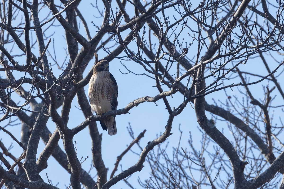 Red-shouldered x Red-tailed Hawk (hybrid) - ML613056887