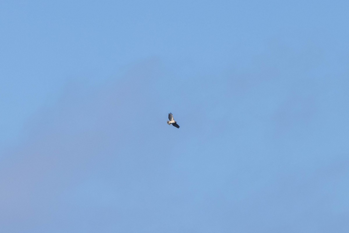 Red-tailed Hawk (borealis) - ML613056890