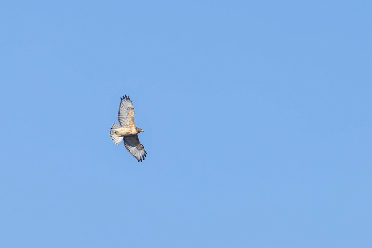 Red-shouldered x Red-tailed Hawk (hybrid) - ML613056924