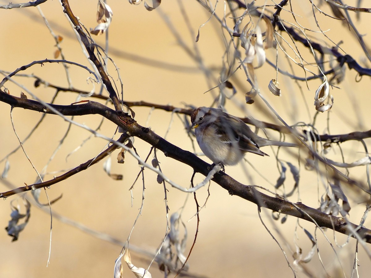 American Tree Sparrow - ML613057068