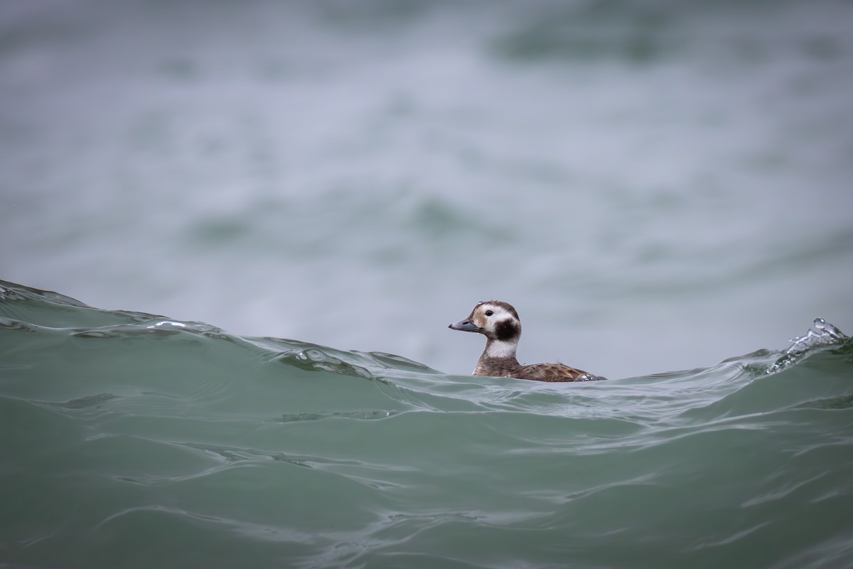 Long-tailed Duck - ML613057150