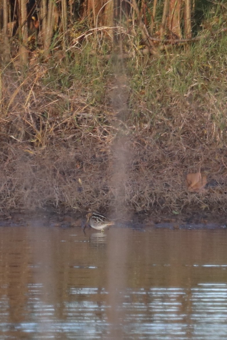 eBird Checklist 1 Jan 2024 Louisiana State University of Alexandria 2 species