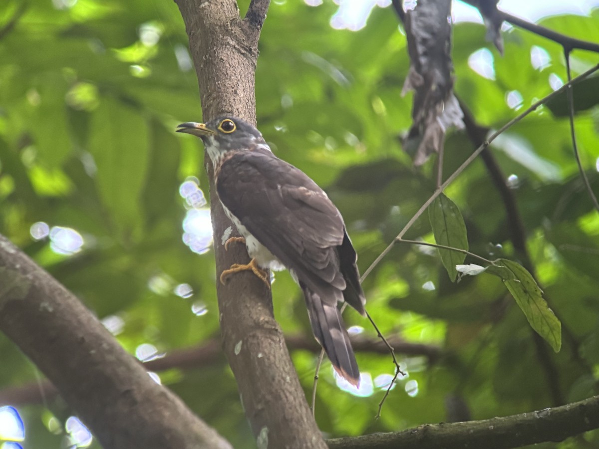 Malaysian Hawk-Cuckoo - ML613057301