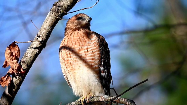 Red-shouldered Hawk (lineatus Group) - ML613057413