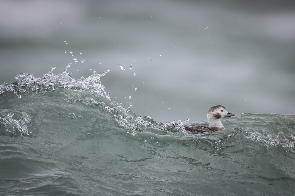 Long-tailed Duck - ML613057551