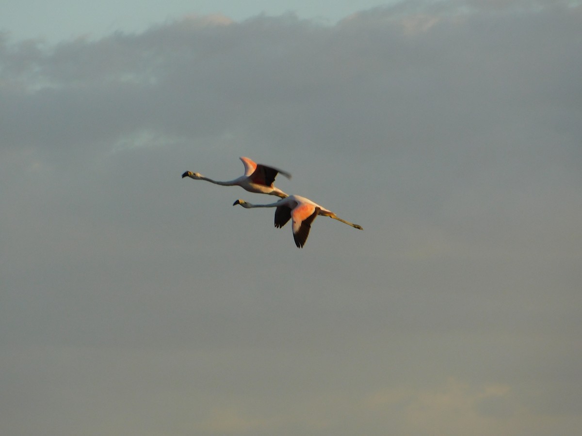 Andean Flamingo - ML613057558