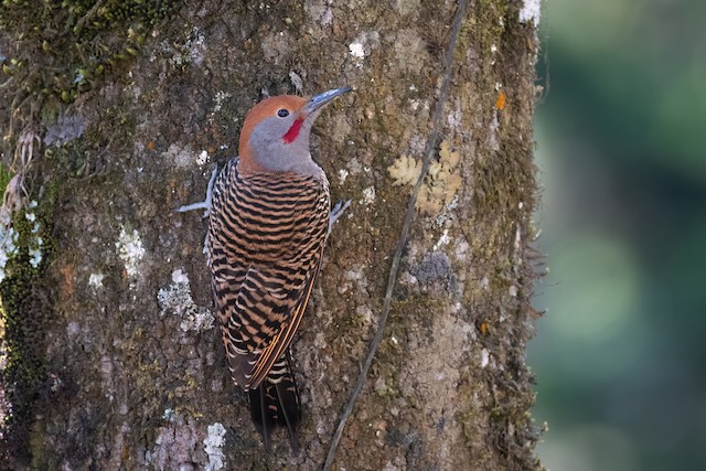 Guatemalan Flicker