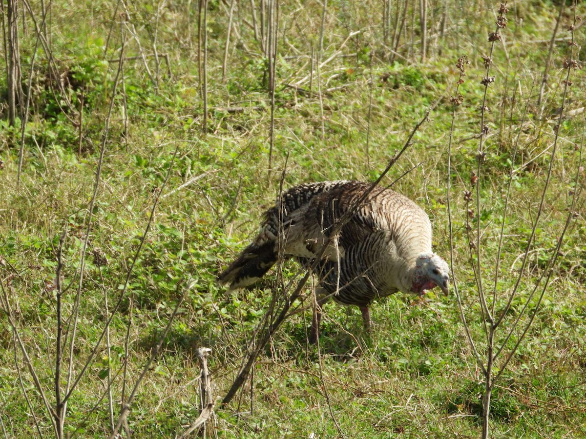 Wild Turkey (Domestic type) - ML613057815